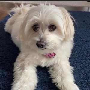 Meet your Posher, Posh